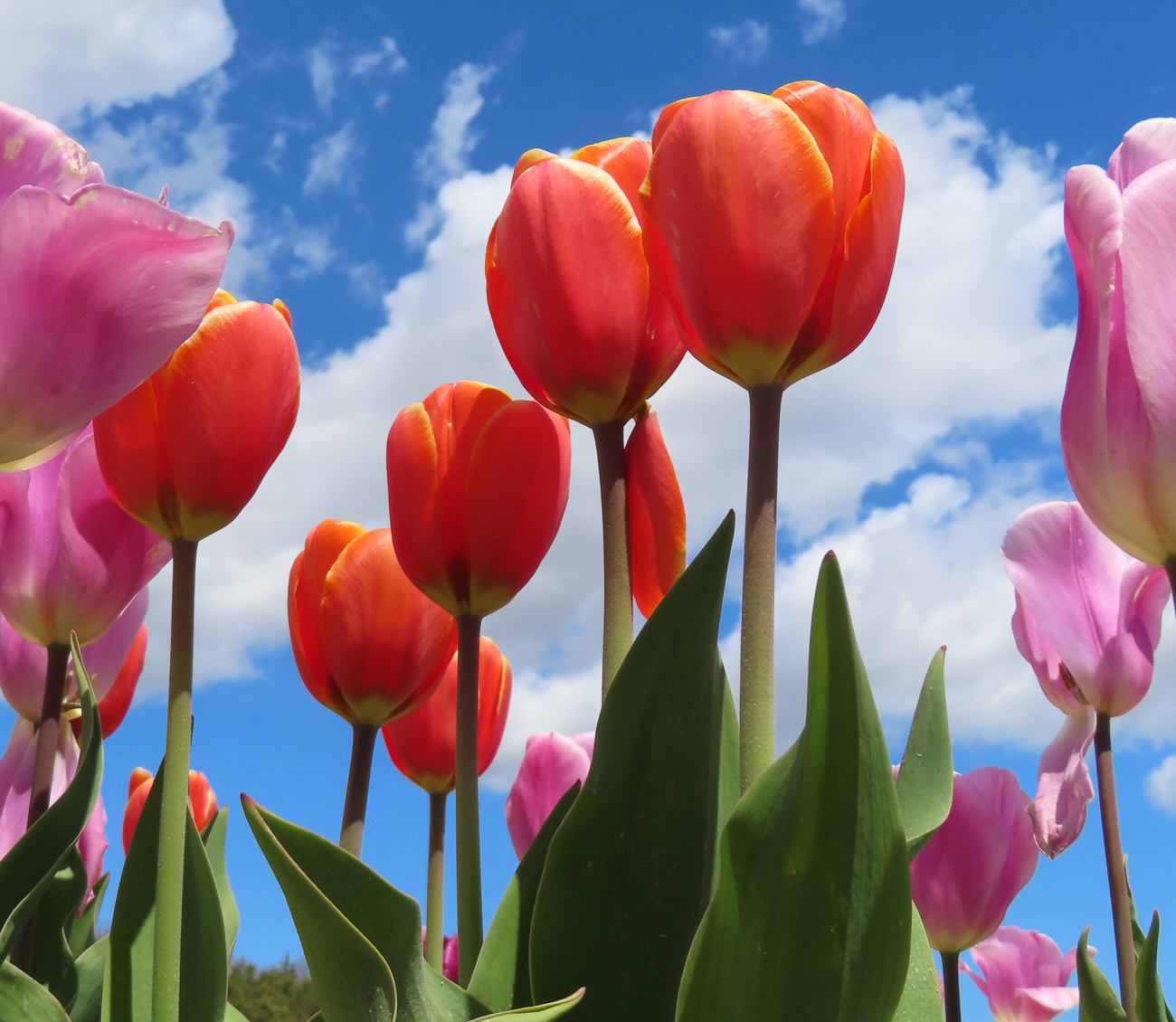 Tulip Song by by Susan Ribeiro (Group 10)